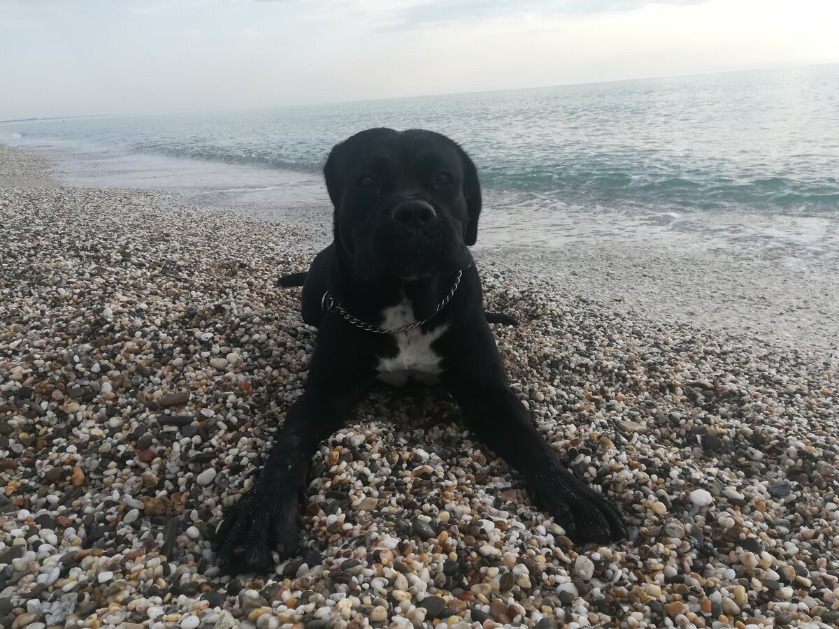 На фото Асе 1,3 года. Она очень любит море и лезет купаться при первой же возможности