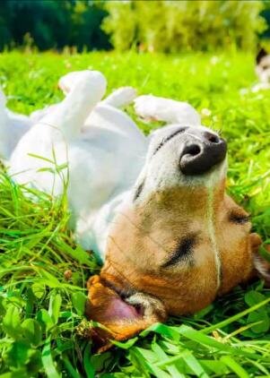 

Казимир шел в магазин за свежей рыбой - мужчине жутко захотелось ухи. 
 
Поправив на голове светлую соломенную шляпу, он в очередной раз подумал о Саре. 
 
До чего же безмозглая женщина и авантюристка в придачу! 
 
Впустить в дом незнакомого мужика, да еще и притворяться чокнутой, это же надо такое удумать!! 
 
Строго говоря, могла бы и не притворяться. 
 
Потому что нормальной её можно назвать лишь с большой натяжкой. 
 
Она же по жизни, натурально, не умная! 
 
Но добрая. 
 
И это её качество немного примиряло Казимира с существованием своей скудоумной соседки. 
 
Недалеко от крыльца магазина в который стремился мужчина, в тени старого тополя лежал маленький черный щенок с белым ухом и тяжело дышал. 
 
Кто-то сердобольный поставил рядом с ним пластиковую подложку с водой, в которой уже плавало несколько черных мух. 
 
Бока щенка часто сокращались, маленькие глазки были закрыты и облеплены сухими конъюнктивитными корочками, розовый язычок вывалился наружу и почти касался земли. 
 
Собачка ни на что не реагировала и Казимиру было не понятно - пёсику стало плохо или он просто разомлел на жаре. 
 
Войдя в прохладное помещение магазина, мужчина сразу же направился в сторону рыбного отдела. 
 
После него он зашел за молоком, затем за хлебом, а в бакалее прихватил пакетик с черным перцем, без которого уха - не уха. 
 
Рассчитавшись за покупки на кассе, Казимир покинул прохладный и гостеприимный «SPAR». 
 
Маленький черный щенок с белым ухом по-прежнему лежал на земле и не реагировал на окружающий мир. 
 
Мужчина снова зашел в магазин, чтобы купить бутылку питьевой воды. 
 
Вернувшись к щенку, он сначала вылил немного воды ему прямо на голову, чуть залив глазки и черный сухой нос, а затем осторожно попытался влить несколько капель живительной влаги пёсику в пасть. 
 
Не поднимая головы,кутёнок вяло сглотнул. 
 
Казимир растерянно топтался на месте. 
 
Он не знал, как ему правильно поступить. 
 
Взять пёсика к себе домой он не мог из-за возраста, а оставлять его умирать под палящим солнцем – не позволяла совесть. 
 
Вылив теплую воду с мухами, Казимир налил в подложку остатки свежей воды из своей бутылки. 
 
Покрутившись ещё немного рядом с черным кудрявым щенком, старик горестно вздохнул и понуро опустив голову, направился в сторону своего дома. 
 
На кухне он разобрал авоську, почистил картошку и лук, и начал колдовать над будущей ухой. 
 
...Сара шла с маникюра. 
 
Всё же, ухоженные руки - это великая вещь! 
 
Правда, с возрастом она стала больше обращать внимание на ухоженность чужих ног. 
 
Почему-то у человека, долго пожившего свою жизнь, нижние конечности всегда выглядели значительно хуже верхних. 
 
Солнце светило необычайно ярко и казалось, что из города выкачали весь воздух. 
 
Сара размышляла куда ей лучше податься, в любимое кафе - на мороженку и чай или сразу домой - на компот и зефир. 
 
Решив, что мороженое предпочтительнее, зашла в кафе и направилась к своему столику. 
 
Приятная молодая официантка приняла у неё заказ, после чего направилась к другому столику. 
 
....Спустя двадцать минут удовлетворенная и посвежевшая Сара бодро шагала в сторону своего дома. 
 
Неспешно приняв душ и переодевшись, она вышла покурить на балкон, а заодно полить горшки со своими любимыми петуниями, которые щедро высаживала каждое лето. 
 
Сара привычно посмотрела в сторону левого балкона соседа и, как по заказу , через мгновение на него вышел Казимир. 
 
- Доброго дня! 
 
Мужчина угрюмо посмотрел на Сару и молча кивнул в ответ. 
 
Сара удобно облокотилась на перила своего балкона: 
 
- А шо ви мине так киваете, как будто мы не знакомы? Или ви меня, не дай Бог, уже забыли благодаря Альцгеймеру, хотя откуда вам такое счастье? 
 
Казимир глубоко затянулся сигаретой и беззлобно ответил: 
 
- Шоб я вас так забыл, как я вас помню! 
 
Сара внимательно посмотрела на мужчину, сосед был явно чем-то расстроен. 
 
- Казимир Исаакович, ви хорошо себя чуете? 
- Прекрасно чую, спасибо. 
- А шо тогда с вашим лицом? 
- А шо с ним не так? 
- Ви выглядете так, будто у вас зуб болит.... 
 
Казимир покачал головой: 
- Понимаю, шо вам би очень хотелось, но нет! 
 
Сара решила зайти с другого боку: 
- А сердце не шалит? 
- Не шалит. 
 
Казимир затушил сигаретку и молча покинул балкон. 
 
Его сердце не болело в классическом понимании этого слова. 
 
Но с обеда в левом боку старика мучительно щемило из-за воспоминаний об умирающем кудрявом щенке со смешным белым ухом. 
 
Ближе к вечеру Сара задумала вынести мусор. 
 
Во дворе она заметила Казимира, неторопливо идущего в попутном направлении с черным пакетом в руках. 
 
- Шо, сосед, тоже не любите, когда мусор ночует дома? 
 
- Не люблю. Зимой ещё ладно, а летом никогда! 
 
На обратном пути Казимир вынул из кармана пачку сигарет и, махнув рукой в сторону своей лавочки, проговорил: 
- Покурим-ка? 
 
Сара бросила взгляд на маленькую серебристую упаковку, согласно кивнула и присела на лавочку. 
 
По странному стечению обстоятельств, уже много лет они курили одну и ту же марку сигарет. 
 
Женщина искоса рассматривала курившего Казимира. 
 
Что-то в его облике говорило ей, что с мужчиной приключилась беда. 
 
Не выдержав, мягко спросила: 
- Сосед, скажите мине уже за то, что вас так расстраивает.. 
- Всё нормально. Вам, таки, показалось.. 
- Это вам, таки, показалось шо я дура! Ви же знаете, шо я не отстану! 
 
Мужчина искоса посмотрел на Сару и вздохнул: 
- Ви да.. Ви не отстанете.. 
 
Улыбаясь, женщина согласно качнула головой. 
- Начинайте.. 
- Я сегодня видел щенка. 
- И он, таки, вас покусал? 
- Нет.. Он умирал, а я его бросил.. 
 
Голос Казимира дрогнул. 
- Сара...Ну, скажите мине за то, куда я его возьму? Мине скоро девяносто.. Сколько дней у меня осталось? Я его сейчас возьму, а потом сдохну и его снова выкинут на улицу! 
 
Сара цокнула языком: 
- Почему ви считаете, шо ви его бросили, хочь он не ваш? 
- Я его нашел.. 
- Где ви его нашли? 
 
Казимир махнул рукой в сторону магазина: 
- Да там..у «Спара». Я в магазин пошел, а он по деревом лежит с языком на земле.. Маленький такой. 
 
Мужчина сложил рядом две свои ладони: 
- Вот такой.. Кудрявистый, а одно ушко белое.. Купил ему воды, хотел напоить. Да, куда там.. Нет сил у собачонка. 
 
Казимир сокрушённо покачал головой. 
 
Сара повела бровью: 
- Так это ви из-за него так расстроились? 
- Я снова предал животинку, ви понимаете? 
- Не понимаю. 
- Знаете, Сара, когда-то у меня уже была собака.. 
 
Казимир в три затяжки докурил свою сигарету и тут же прикурил новую: 
 
- Во время войны мамка и бабушка поумирали и остался я в доме один. Малец совсем. Соседи меня подкармливали, конечно, как могли.. Но та первая зима в одиночку была самой страшной. И самой голодной. И вот, однажды появилась около моих ворот собачонка. Мелкая, тощая, вся в колтунах.. Я за водой в колодец пойду - и она рядом. Я за дровами - и она тут же, в ногах трется. У нас под воротами сантиметров двадцать просвет был, вот она в него и пролазила во двор-то.. 
 
Сара затихла. 
 
Казимир говорил с долгими паузами, в которые жадно затягивался сигареткой. 
- В общем, однажды успела она за мной в дверь прошмыгнуть, когда я в хату заходил. А в тот вечер ещё такая метель разыгралась, спасу нет.. Ну, и оставил я её у себя, шо б не сдохла. Да и вдвоём, всё ж, нет так одиноко. И именно в этот вечер соседка занесла мне гостинец - вареное яичко... 
 
Казимир часто заморгал, как будто пытался избавиться от невидимой соринки. 
- Я помню, так обрадовался! Очистил его и ем крошечными кусочками, шо б на долго хватило. А собака рядом вьётся, скулит, просит себе тоже.. Ну, я подальше от неё на кровать-то залез.. 
 
Казимир поперхнулся дымом. 
 
- Она следом.. Морда худая у неё, рыжая, одни ореховые глазищи остались, да нос черный...Смотрит на меня, скулит.. А в глазах слёзы.. И я, чтобы не видеть эти глаза её молящие, зажмурился.. Запихал остатки яйца в рот и начал быстро, быстро жевать. А она скулит и лицо мне облизывает, просит яичко-то.. 
 
Чуть подрагивающими руками Казимир стряхнул пепел с сигареты. 
 
- Как она плакала, Сара.. Ви бы слышали, как она плакала и кушать просила.. 
 
Старик шумно выдохнул воздух и продолжил: 
- И я плакал вместе с ней.. Потому что мамки моей больше нет и я никому не нужный.. От голода плакал.. И ещё от стыда.. что не дал ей ни кусочка.. 
 
Сара осторожно погладила Казимира по плечу, но он кажется даже не заметил прикосновения её руки. 
 
- А потом она вдруг перестала скулить. Поставила мне лапы на плечи и давай слезы с лица слизывать.. Она жалела меня, Сара.. Представляете? Я ,таки, струсил, испугался за свою смерть и пожадничал ей крошечки вареного яичка.. А она меня жалела... 
 
Казалось, что мужчина снова переживал события того страшного года - холодного и голодного, полного одиночества, тоски и страха. 
 
И в это мгновение он уже не был стариком, сидящим рядом с Сарой на лавочке, нет.. 
 
Он был маленьким голодным ребенком, замерзающим в пустой избе и плачущий на кровати вместе с худой рыжей собакой. 
 
Сара тихо спросила: 
- Она...умерла? 
 
По лицу Казимира пробежала улыбка. 
- Зачем умерла? Выжила. И мне выжить помогла - грела холодными ночами своим теплым телом. Я после того случая её всегда кормил. Бывало, отварю картошку, откушу от неё кусочек и с руки скармливаю. Правда, кормил всегда с зажмуренными глазами. Знаете, боялся.. шо увижу, как она мою картошку ест и сожму кулачок-то.. Уж больно голодно мне тогда было. Так мы с ней сестру с фронта и дождались. 
 
- А как ви её назвали? 
- Катюшей назвал.. Катькой, по-домашнему.. 
 
Казимир смущенно улыбнулся: 
- Ребенок же был.. В честь нашей советской пушки назвал. 
 
Сара тронула Казимира за руку: 
- Я ,таки, не поняла, почему ви говорите, шо предали снова? Катька-то ваша с вами же осталась, спаслась.. 
 
Казимир провел шершавой ладонью по лысой голове: 
- Понимаете, я ж тогда не дал Катьке яичко, забоявшись своей смерти. И сегодня щенку не помог, опять убоявшись, шо сдохну.. Ну, заберу я его к себе. Поживет он у меня год, другой - в счастье, а потом - шо? Меня на погост, а собаку на улицу? 
 
Сара задумчиво посмотрела в закатное небо. 
 
Вздохнула. 
 
- Счастье может продлиться миг. А может - день. Десять лет.. Неважно. Цена у него всё равно будет одна - хочь за час, хочь за пол жизни. Потому как, оно бесценно. 
- Это ви к чему клоните, соседка? 
- К тому, шо не нам с вами решать - когда и кому давать счастья.И в каком количестве. Надо просто давать и всё.. Сколько смогут, столько и унесут. 
 
С этими словами она поднялась с лавочки и не прощаясь, пошла к своему подъезду. 
 
...Казимир вернулся к себе в квартиру и заложил под язык таблетку валидола. 
 
За окном во всё небо горел закат - багряный и тягучий, как мёд. 
 
На столе перед телевизором зазвонил телефон. 
 
На другом конце провода Сара деловито поинтересовалась: 
- Скажите мине сосед, ваша морковка еще ездит? 
 
Мужчина ошалел от вопроса. 
- Какая морковка? 
- Ваш лотерейный «Москвич», конечно же! А не то, за шо ви себе подумали. 
- Ездит. Вам зачем? 
- Берите ключи, я жду вас внизу! 
- Сара, зачем вам моя машина? 
- Надо! 
 
Казимир покачал головой. 
- А мине не надо.. Я давно в пижаме. И, таки, одной ногой уже почти в кровати! 
- Казимир, если ви сейчас же ко мне не выйдете, то я вам обещаю, шо одной ногой ви будете почти в могиле! Жду вас через десять минут! 
 
...Казимир вышел из подъезда и увидел Сару, нервно ходящую рядом с его "Москвичем". 
 
Соседка скомандовала: 
- Едем! 
- Куда? 
- К «Спару», куда же ещё!? 
 
Лицо Казимира озарила улыбка. 
 
Он засуетился, открывая ключом замок на двери своего старенького автомобиля. 
 
Чуть позже они подъехали к высокому тополю, растущему у магазина. 
 
Щенок лежал там же, где его ближе к обеду оставил Казимир. 
 
Маленький розовый живот больше не поднимался в бешеном ритме дыхания, крошечный язычок безвольно висел из пасти. 
 
Казимир застыл, не имя сил убрать руки с руля. 
 
Он понял, что малыш помер, так и не дождавшись помощи. 
 
Сара решительно вышла из машины и двинулась в сторону кудрявого трупика. 
 
Она осторожно коснулась пальцами неподвижного тела и уже в следующий минуту аккуратно заворачивала пёсика в захваченную из дома наволочку. 
 
Осторожно усаживаясь в машину, проговорила: 
- Быстро в «Айболит»! 
 
Не веря своим ушам, Казимир тихо спросил: 
- Жив, что ли? 
- Жив... 
 
В ветеринарной клинике старики нервно расхаживали по холлу больницы в ожидании вердикта врача. 
 
Наконец, доктор вышел из закрытого кабинета, в который до этого унес их найдёныша. 
 
- Расклад такой. Обезвоживание, перегрев, низкая масса тела, проблемы с работой сердца, конъюнктивит, блохи и наверняка глисты. Это то, что очевидно на первый взгляд. Кровь на анализ мы взяли. Сделали рентген - все кости, к счастью, целы. В целом, картина может и не очень, но организм молодой - должен справиться! 
 
Казимир впервые за вечер улыбнулся. 
- Шо мы можем для него сделать? 
 
Врач с сомнением посмотрел на пожилую пару: 
- Хорошо бы оставить его у нас на ночь под капельницей. А ещё лучше, если бы он побыл в клинике несколько дней. Мы бы его прокапали, помыли, обработали бы от паразитов. Завтра утром будет специалист- сделали бы УЗИ. 
 
И вообще, подлечили бы малыша, подержали бы на специальном питании. Но это стоит денег.. 
 
Сара и Казимир ответили хором: 
- Мы согласны! 
 
Казимир застенчиво спросил врача: 
- Скажите.. Наш щенок - он мальчик или девочка? 
- Девочка. 
 
Мужчина улыбнулся: 
- Ага.. Катькой будет. 
 
Сара одёрнула: 
- Катюшей! 
 
...На обратном пути, возвращаясь на машине домой, соседи пришли к соглашению, что жить Катюша будет с Казимиром и гулять с ней тоже будет он. 
 
Но если вдруг приболеет, тогда на выручку сразу же придёт Сара. 
 
- Сара, дайте мине слово, шо если я умру первым, а я таки, умру первым, я старше.. Ви заберете Катюшку к себе... 
- Только посмейте сбежать раньше меня! 
- А то шо? 
- А ни шо! Пожалеете о своём поступке ещё не добравшись до гроба. 
- Только не вздумайте меня опередить, женщина! А то я вашу породу знаю..Брык, и в дамках! А у нас дитё