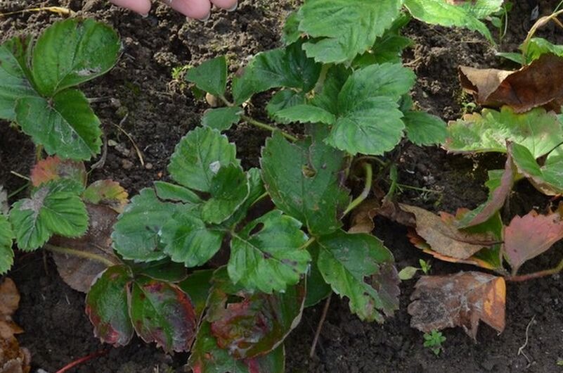 Кроме подкормки, удаляю старые, больные листья клубники.