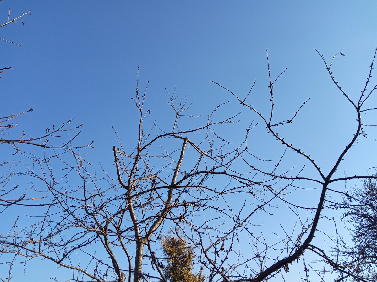 Верхушки черешни обрезаны, чтобы уменьшить рост в высоту