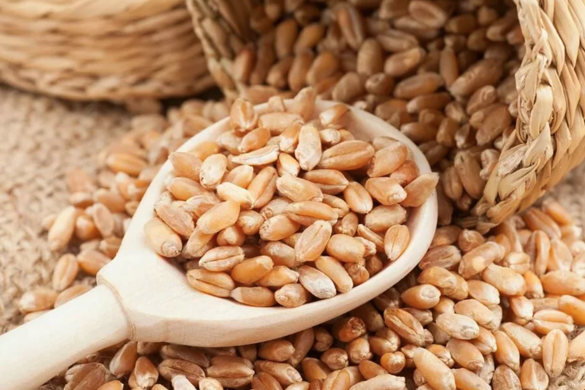 Зерно. Пшеница. Пшеница продовольственная. Пшеничное зерно. Зерно фуражное производство