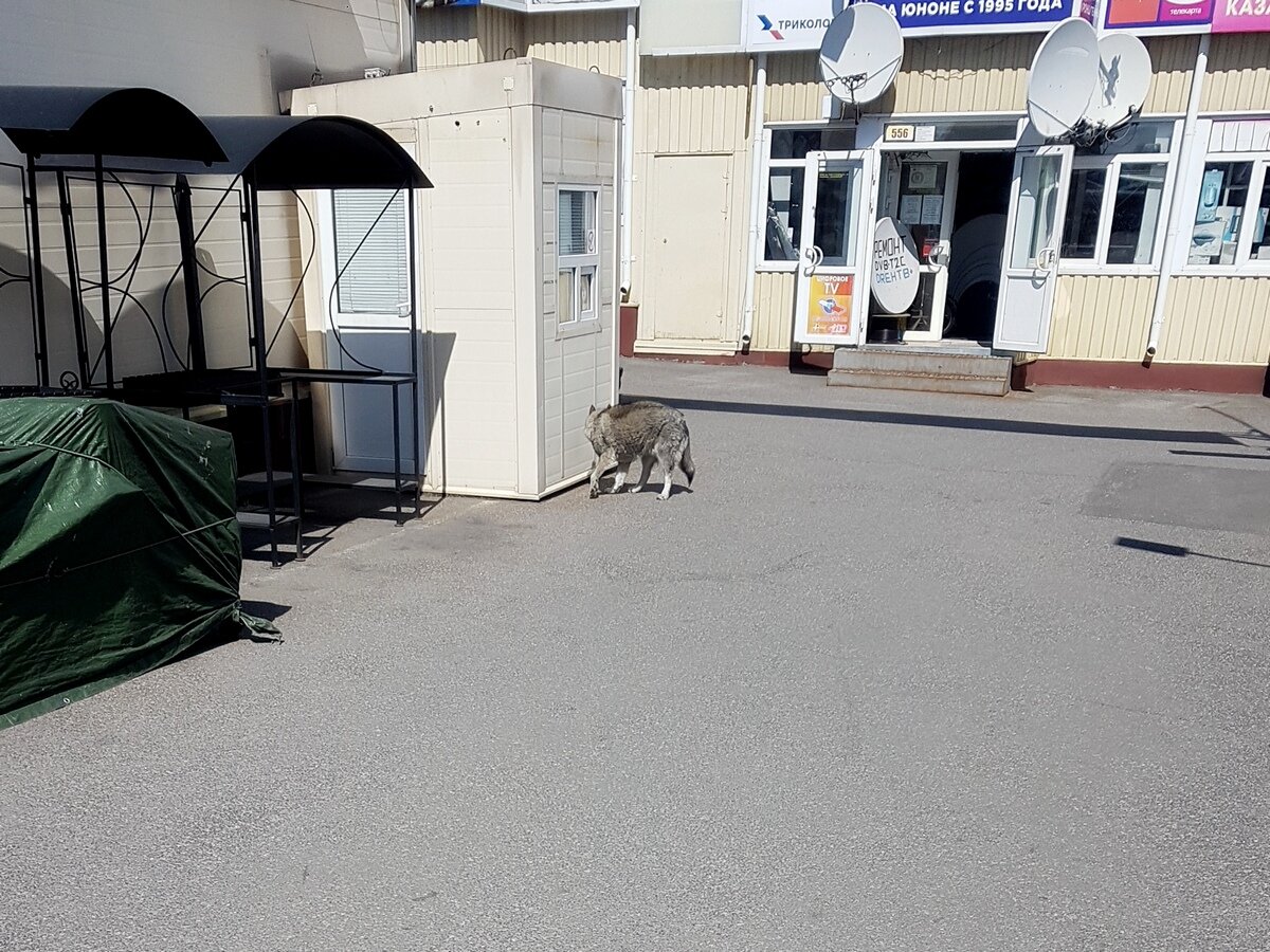 просто бездомная собачка