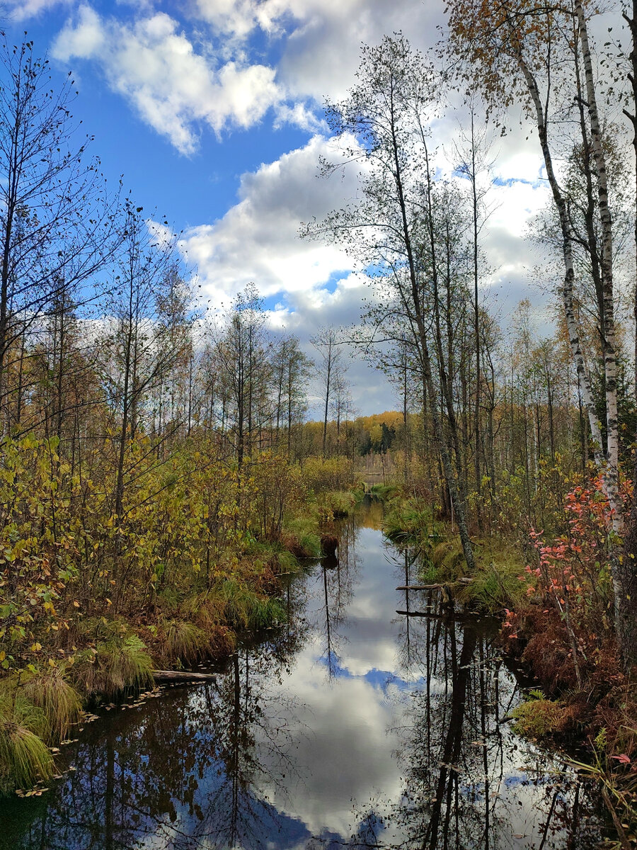Молодой лес осенью на протоке.