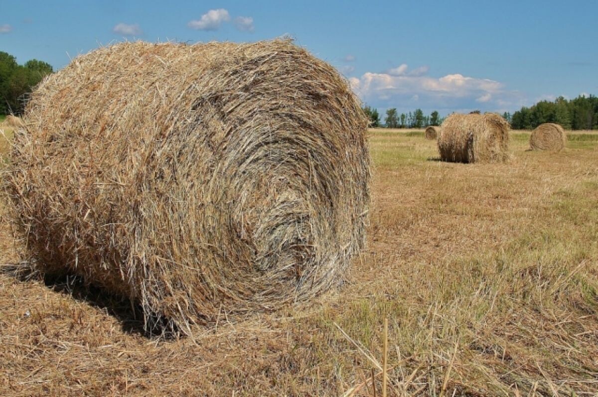    В Александрове пропавшего 8-летнего мальчика нашли спящим в стоге сена