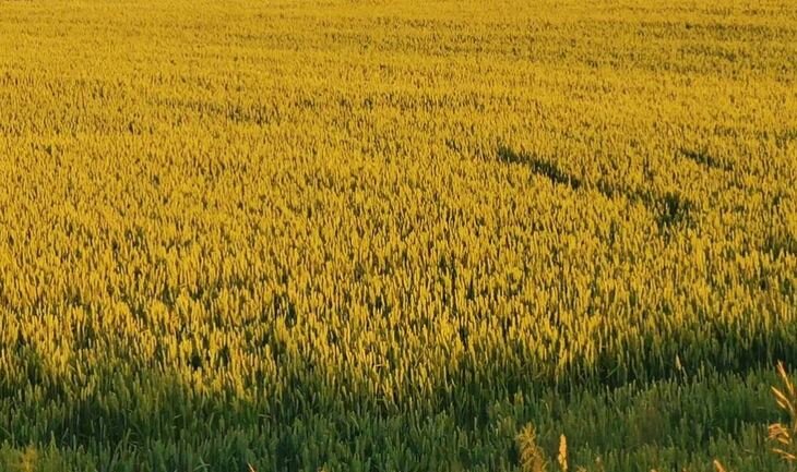    Фермер нового поколения хочет адъювантов