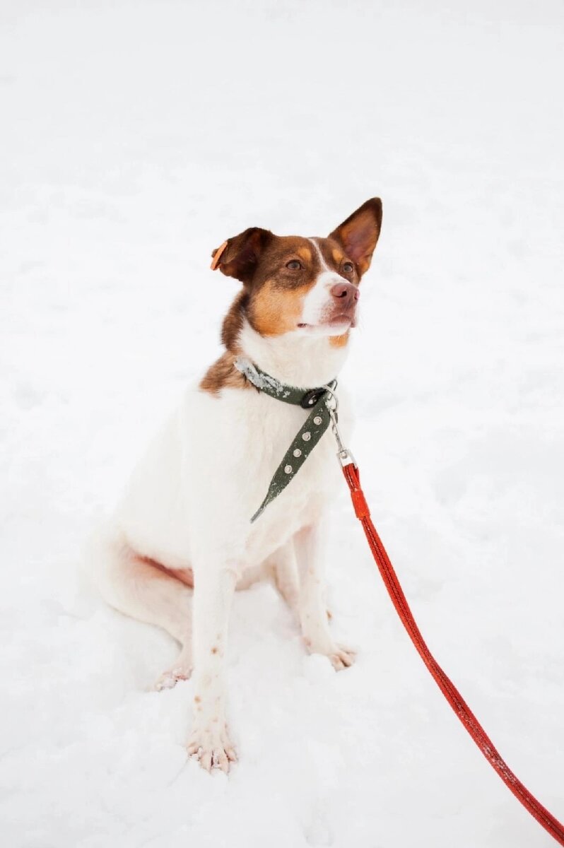 Зимняя Фрося