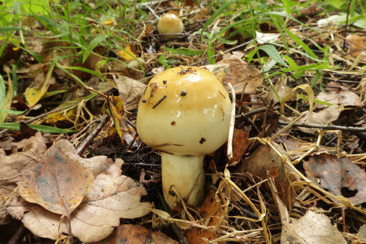 С того сезона валуй вошел в топ-5 моих любимых грибов. Но гастрономия гастрономией, а науку-то почто забросил? (фото И.Лебединского)
