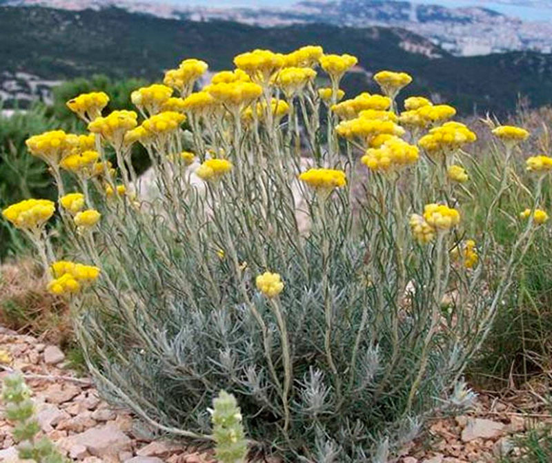 Бессмертник