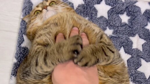Tusya Kiskis | мяу-мяу😍#туся #котики #кошка #топ #лучшеетикток # ...