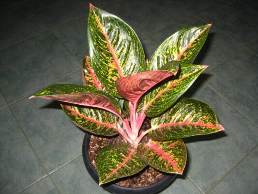 aglaonema adelia