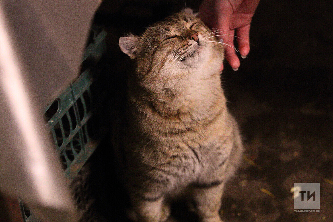 ​Сосуществуют вместе кролики и коты в Казанском зоопарке. В одном павильоне зимой живут кошка и кот, семейство кроликов, а еще пара енотов и хрюшка Булочка. Фото: © Михаил Захаров / «Татар-информ»