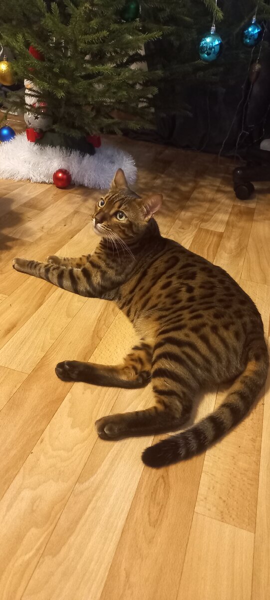 Первый день в новом доме)