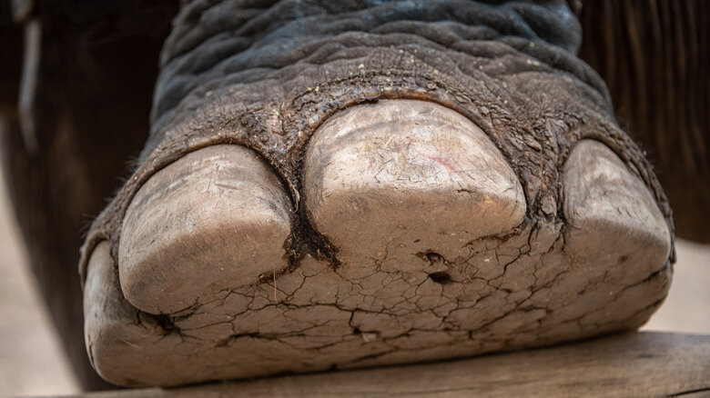 Подошва слона.