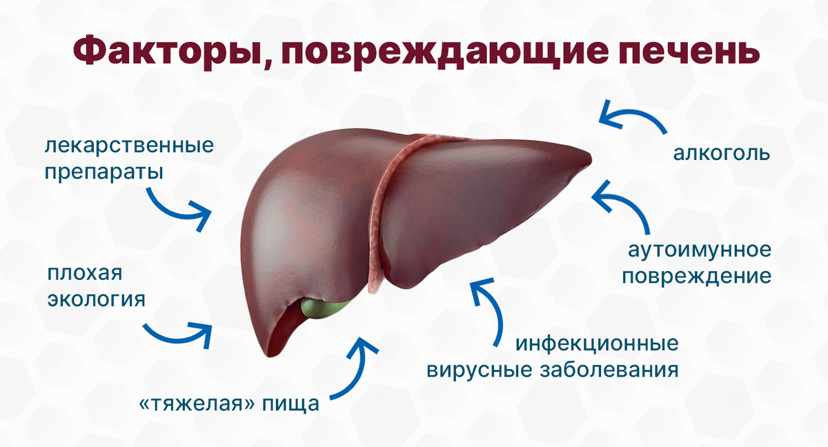 Печень – ключевая часть вашей пищеварительной системы, отвечающая за очистку крови от токсинов, обработку лекарств, выработку желчи, помощь в переваривании жиров, хранение глюкозы и выработку белков-3