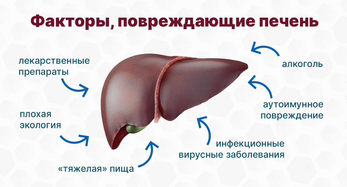 От чего может не. Печень.