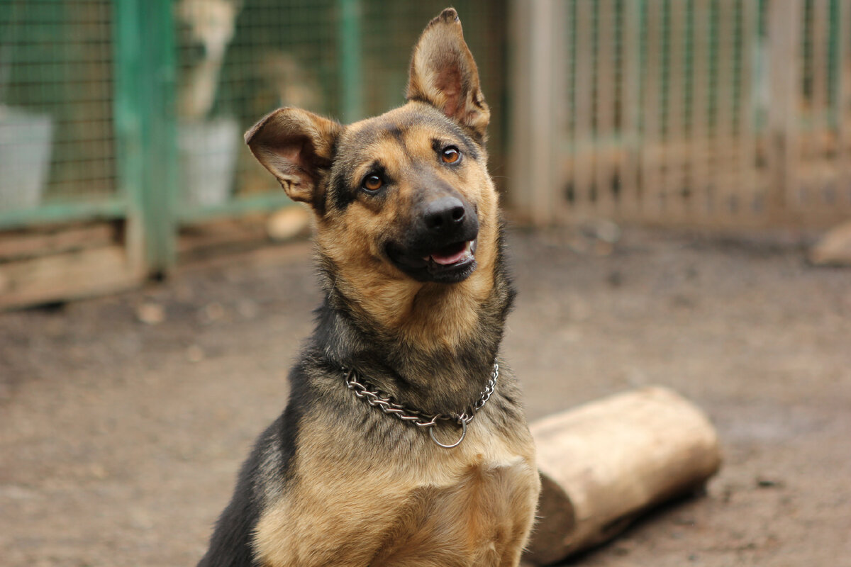 Не жалейте собаку из приюта - имея возможность забрать её.