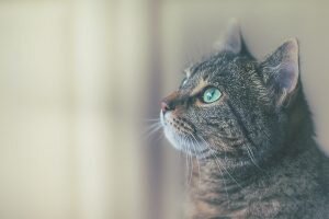    Фото: unsplash.com Ирина Моргунова