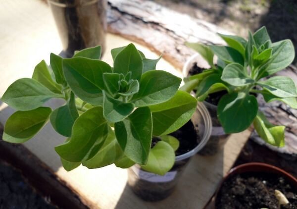 Фото: domohozajki.ru