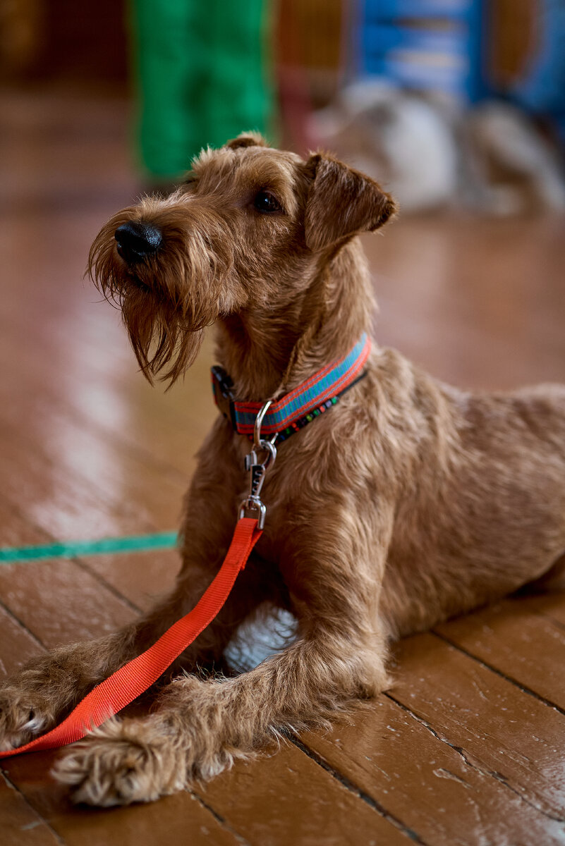 Ирландский терьер Джем в ожидании работы.