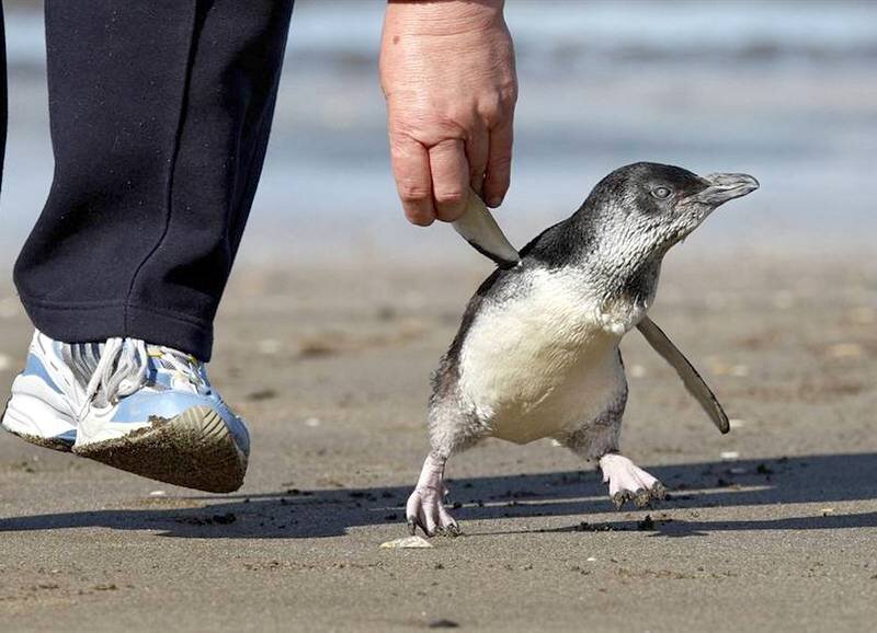 Пингвины и люди. Фото из свободного доступа в сети интернет