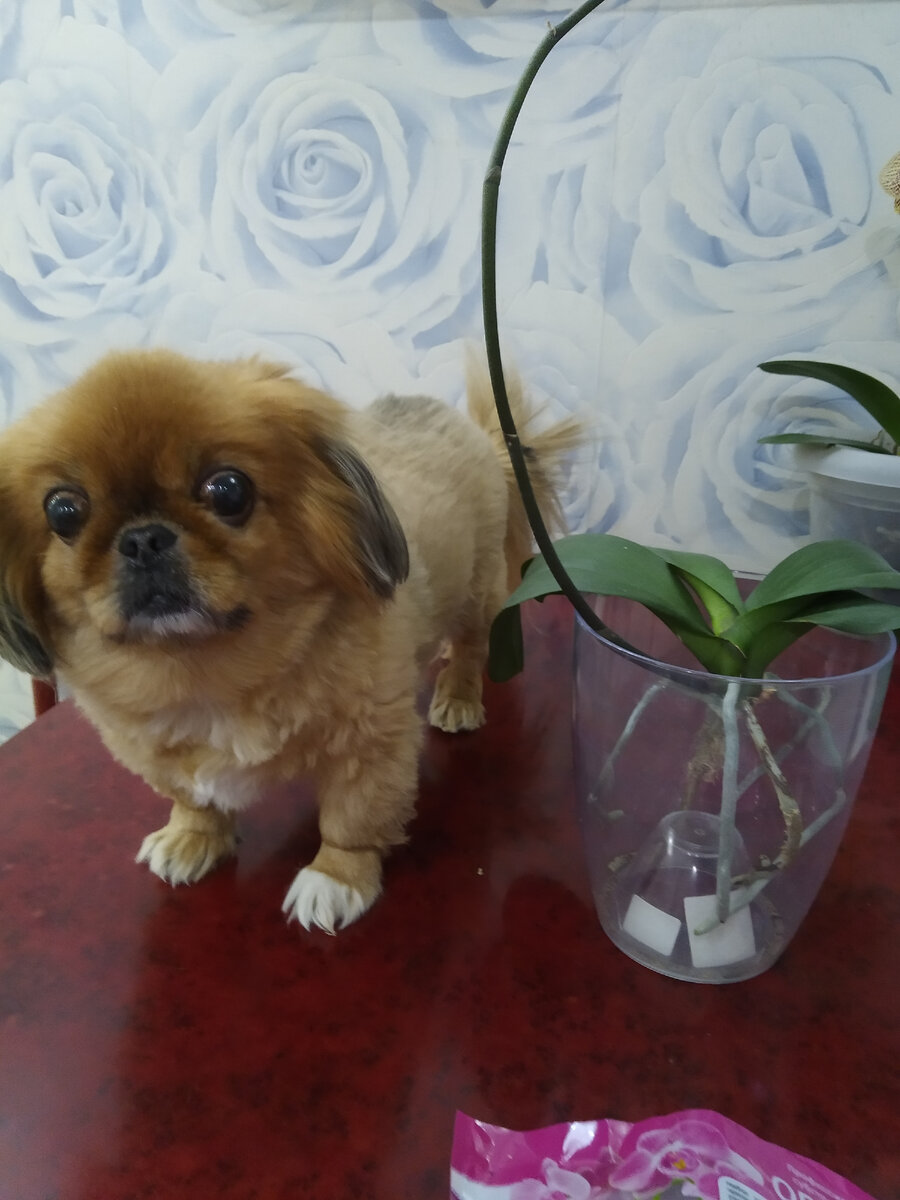 Джесси и орхидея