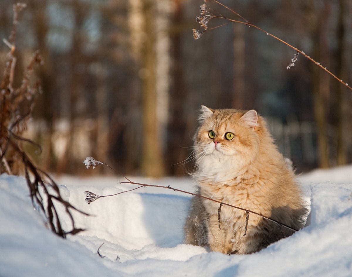 Кошка в зимнем лесу