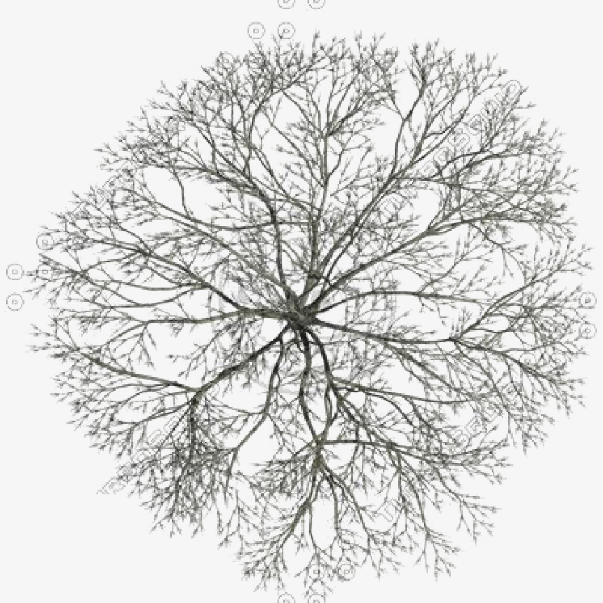                              Пример равномерного распределения веток вокруг ствола. 