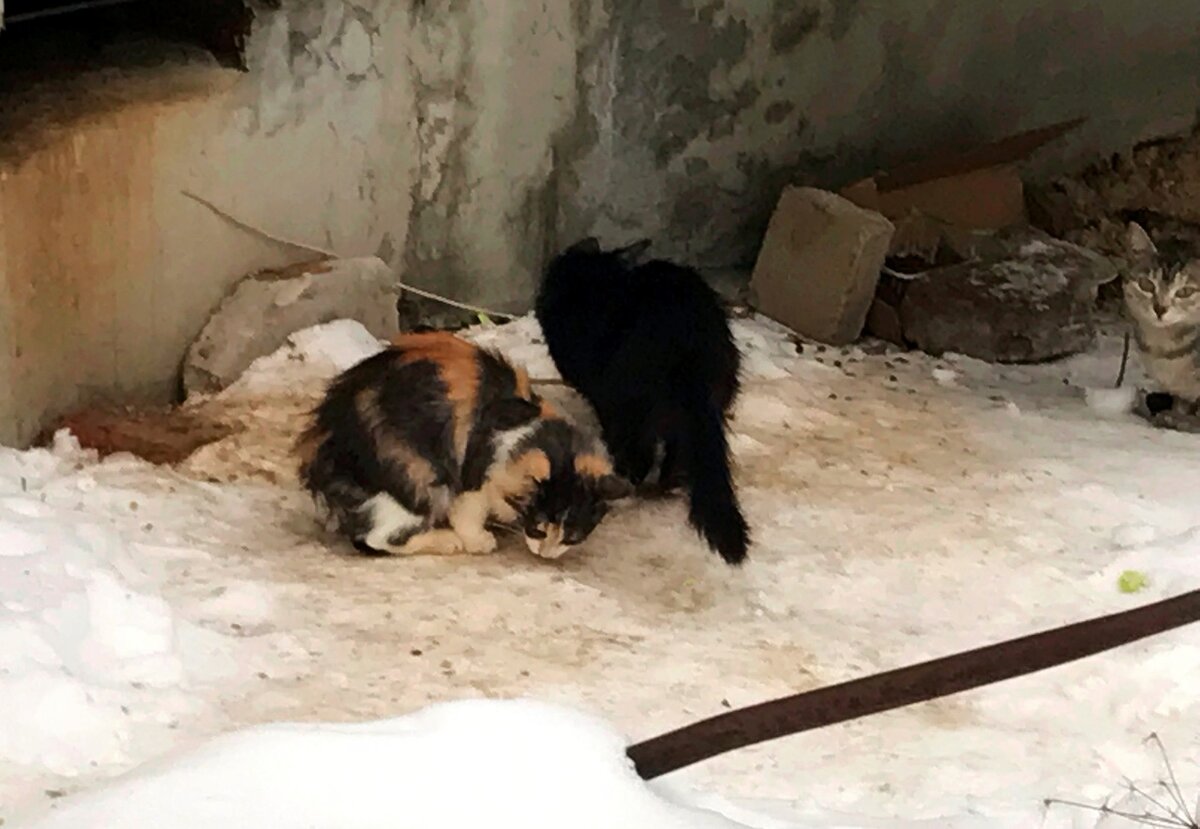 Котята подрастают. Поймать их становится все сложнее.