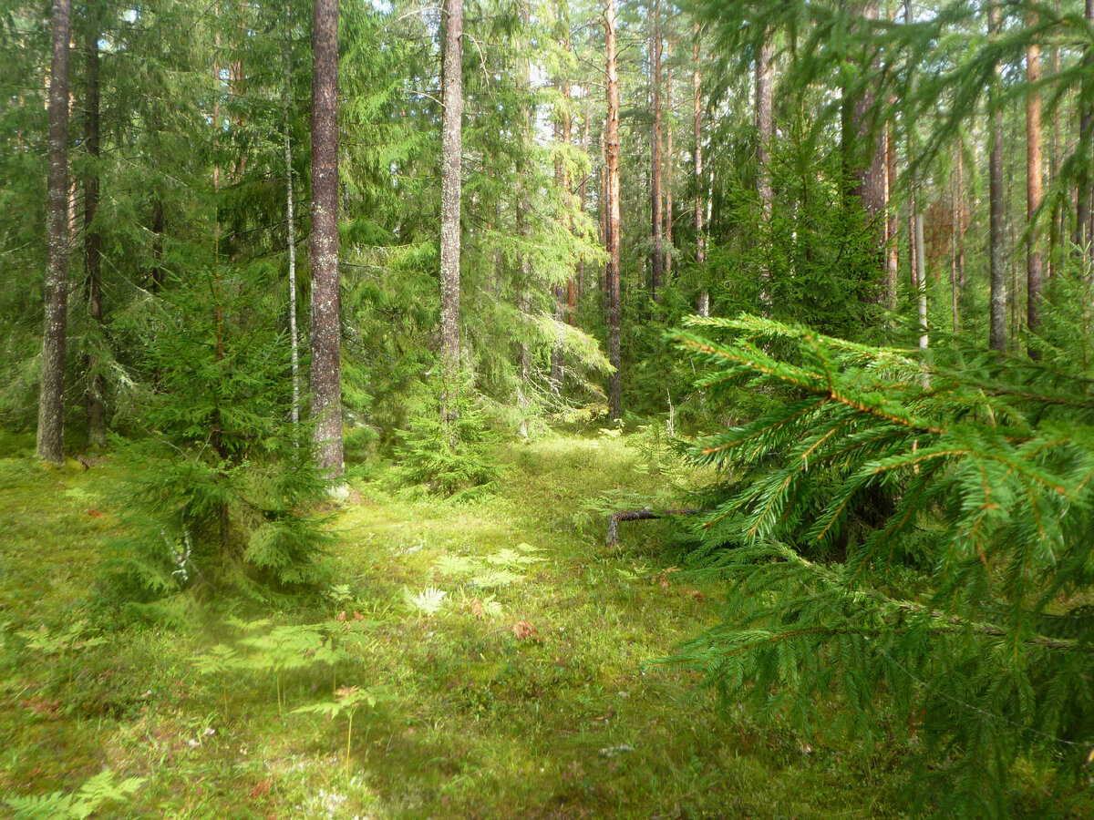 (Карелия, близ Лумиваары; фото моё)