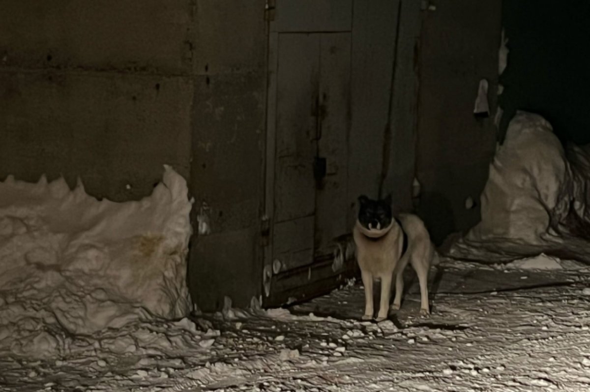    Житель Кировска приковал собаку цепью возле гаража