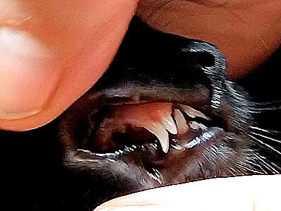 Двойные клыки у котенка Алисы.