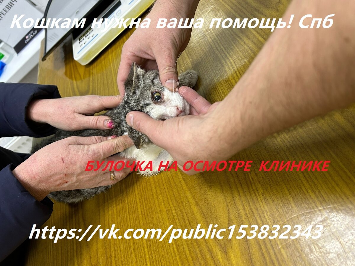 Булочка на осмотре в Алмавет. На фото видно, что глазки "текут"