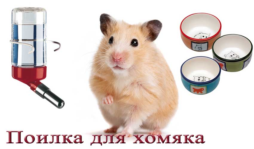 Из такой поилки пьют хомяки, фото из Яндекс.Картинок