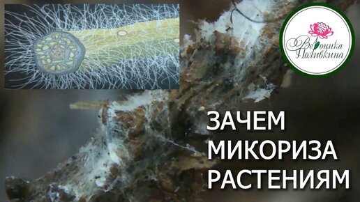 ЗАЧЕМ РАСТЕНИЯМ МИКОРИЗА