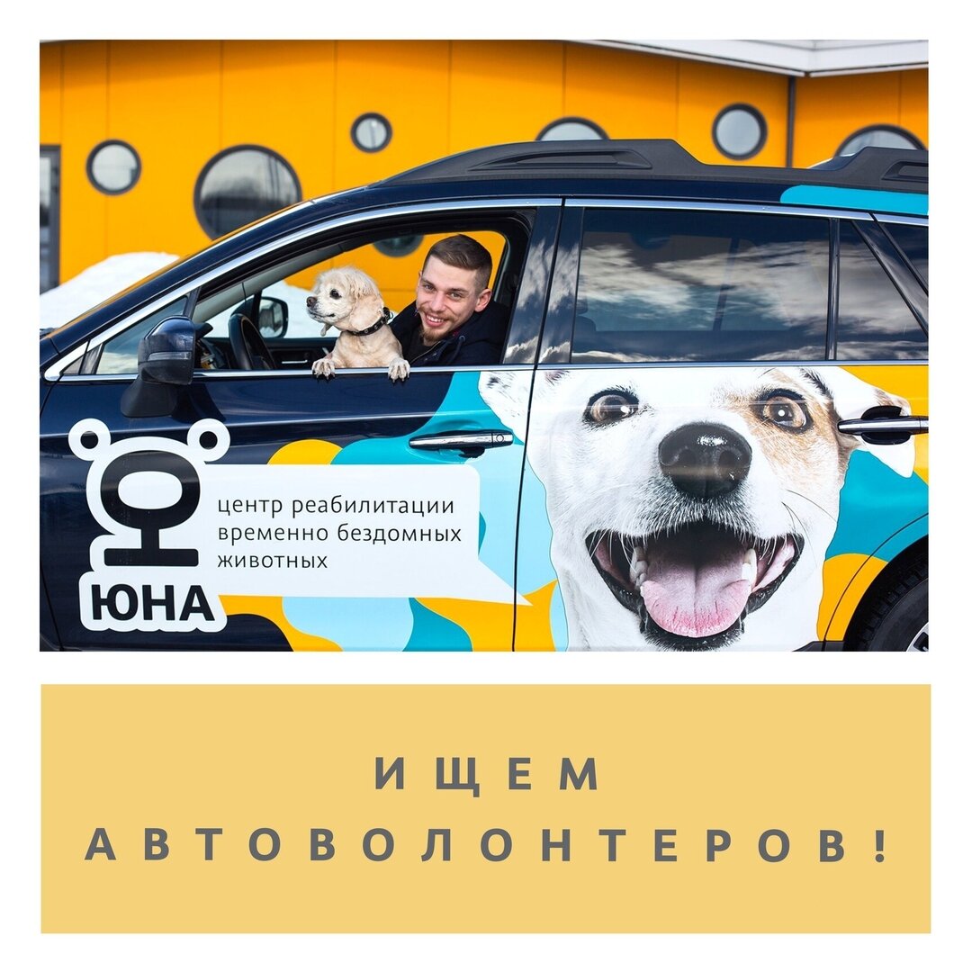 Часто на сайтах и в группах приютов можно найти подобные объявления