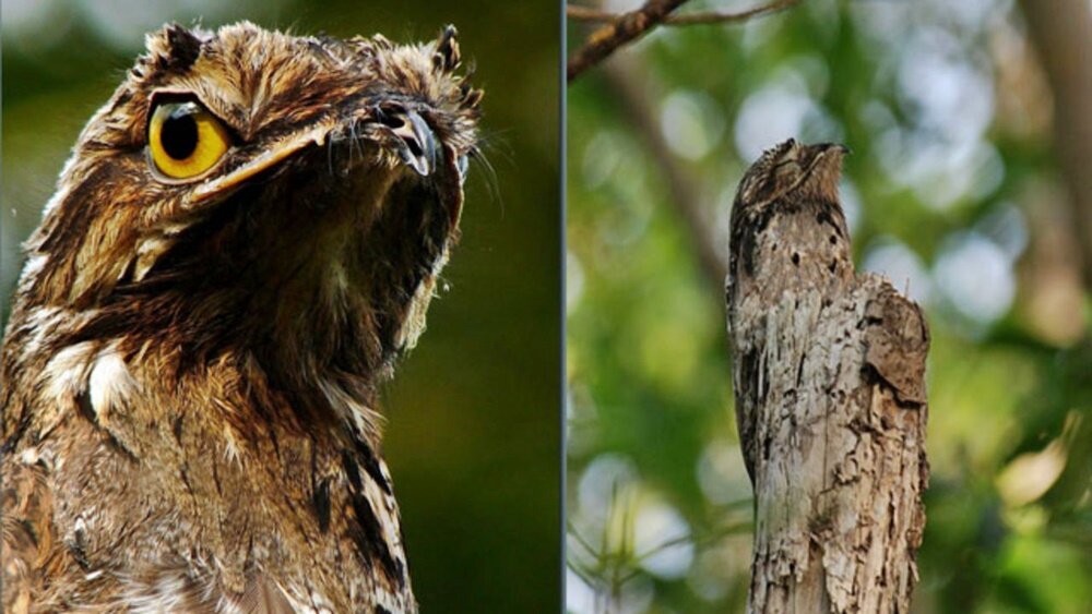 Слева: Nyctibius  griseus (Какуй); справа: маскировка птицы