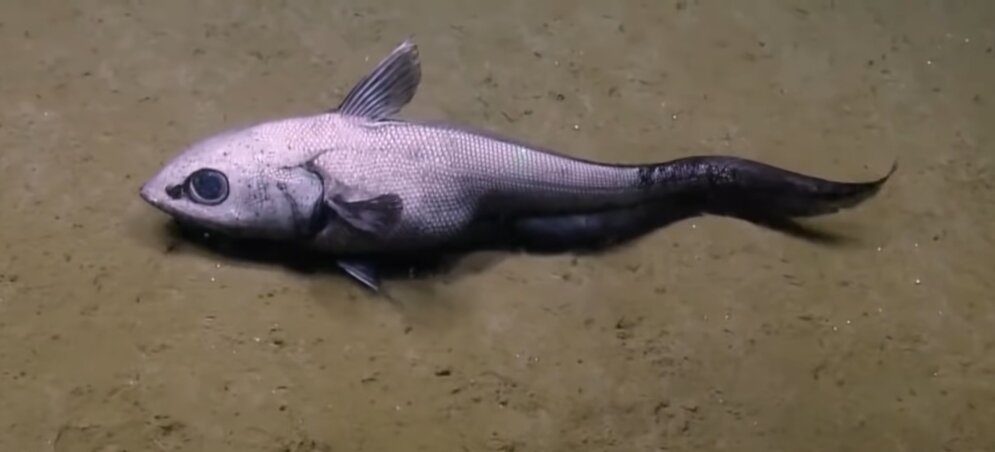 Рыба гренадер