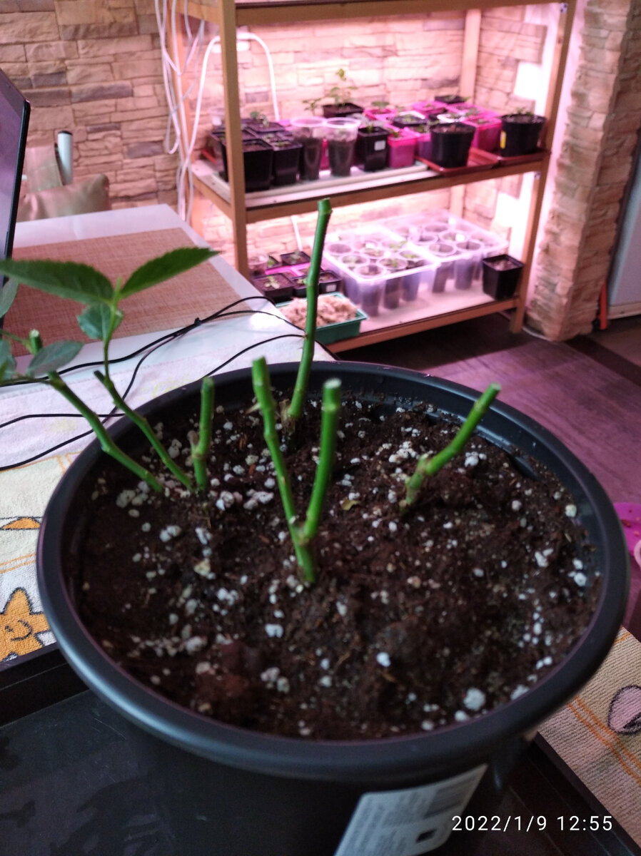 Роза после обрезки.