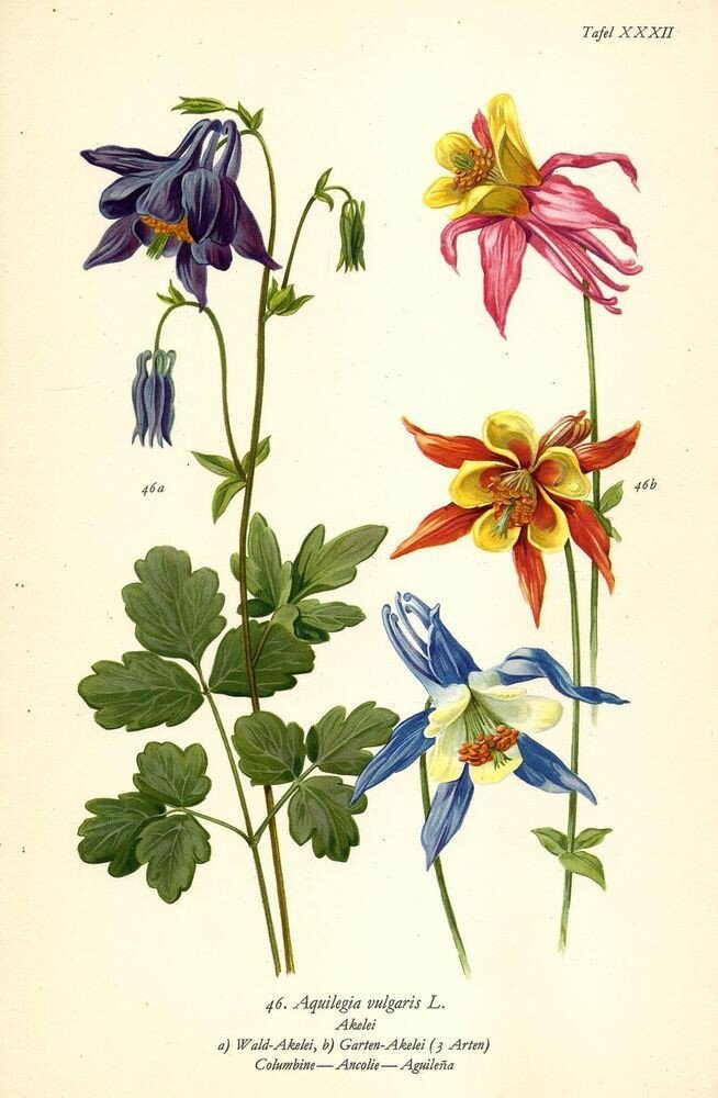 Ботанический рисунок аквилегии