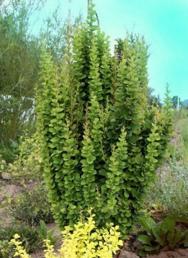 Фото из Яндекс картинки