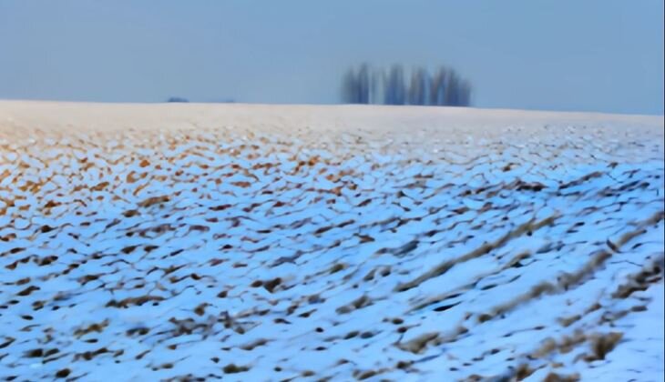    Россельхозцентр Татарстана: что показал мониторинг состояния посевов озимых культур в феврале?