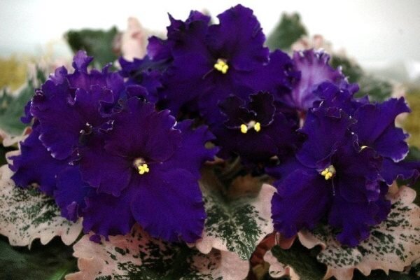 Обрезка и формирование куста