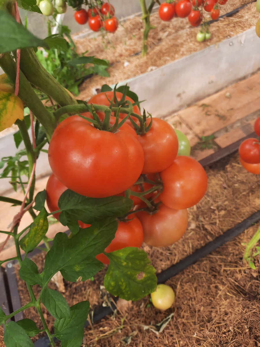 Этот голландец высокорослый, хорошо облиствлённый, стебель мощный, кисти крепкие.
Плоды массой 200-250 граммов, бывают и крупнее,  круглые,  откалиброванные, красивые. Кисти по 3-7помидоров, средней вес кисти в этом году составлял 1.5- 2 кг. 