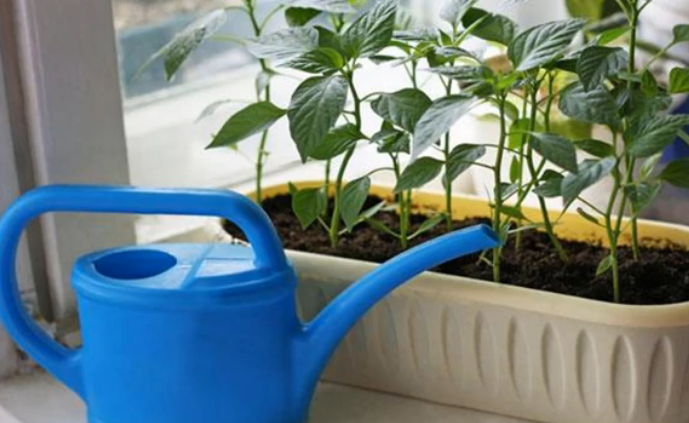 Полив рассады перца