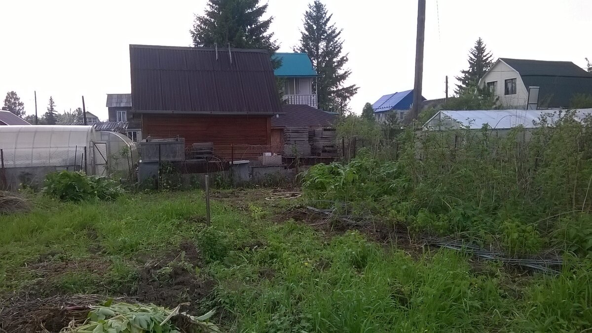 Малина переползла с соседнего участка и заполонила повалившуюся теплицу. По центру фото, рядом с палкой - крыжовник