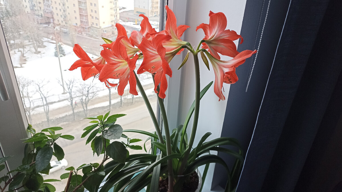 Смотрите, как красиво цветёт 😍