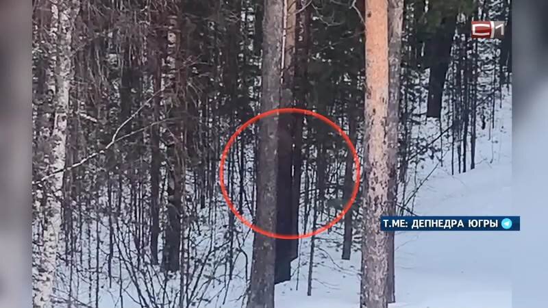    Охоту на напугавшую горожан рысь открыли в Югорске