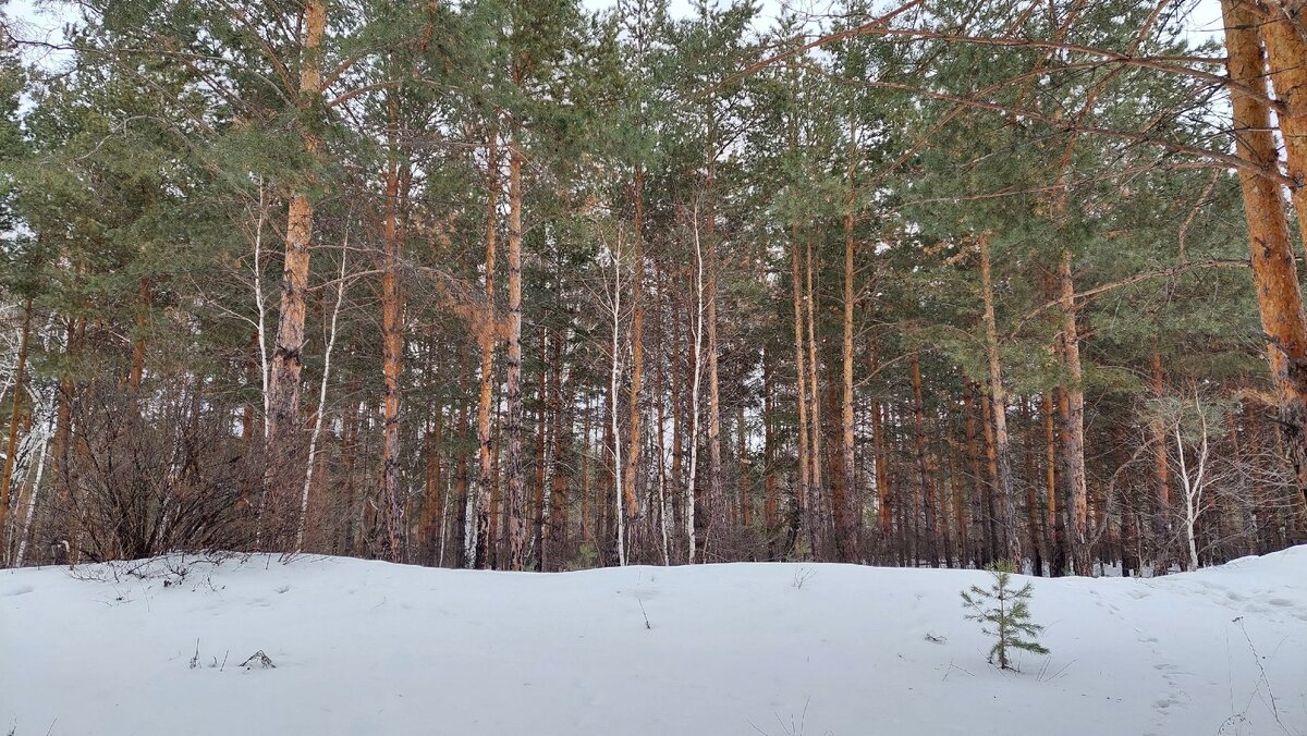 В лесу пока ещё снежно.