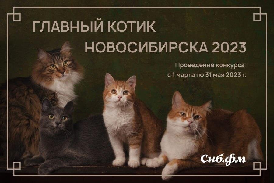 Выставка кошек в новосибирске 2023