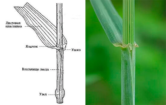 Вот, что такое влагалище для ботаников